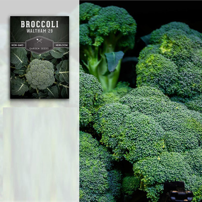Qualtivate HUA-6A F1 Hybrid Broccoli Aria Seed(300 per packet)