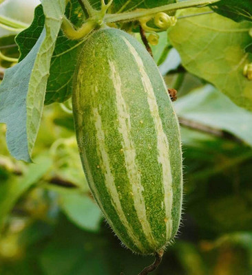 the green dotcom POTOL Seed(1 per packet)