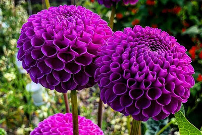 Alishaa MIXED DAHILA FLOWER SEEDS Seed(18 per packet)