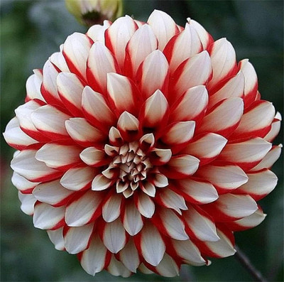 Qualtivate XL-26 Dinner Plate Rainbow Dahlia Seeds Mixed Color Seed(50 per packet)