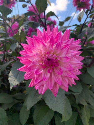 Aywal Dahlia Seeds - Pompon Double Mixed Seed(9 g)