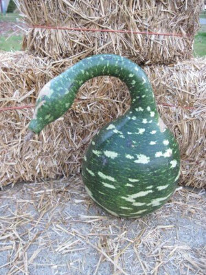 Qualtivate PUA5-A GOOSENECK / BOTTLE / SWAN GOURD Seeds Seed(50 per packet)