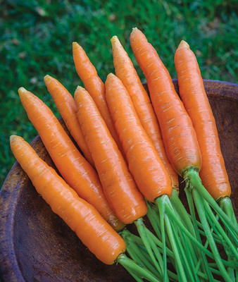 CYBEXIS XLR-40 - Scarlet Nantes Carrot - (2250 Seeds) Seed(2250 per packet)