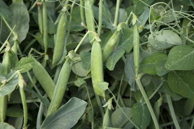Kodali 27 Pcs-Bean Seed Seed(27 per packet)