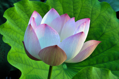 everlite lotus,kamal gatta Seed(15 per packet)