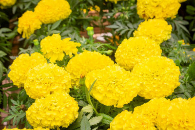 MORENK marigold/gende ka phool flower seeds Seed(75 per packet)