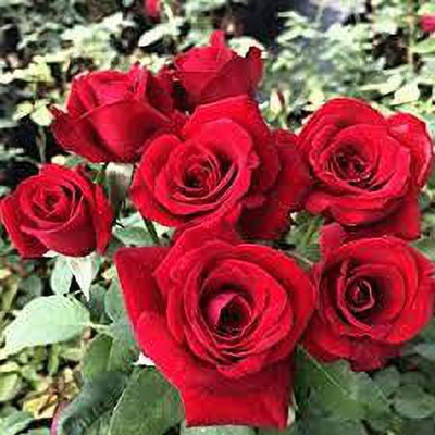 greenfarm Rose Flower Seed ,Rosa Gulab seeds pure organic (80 pcs) r37 Seed(80 per packet)
