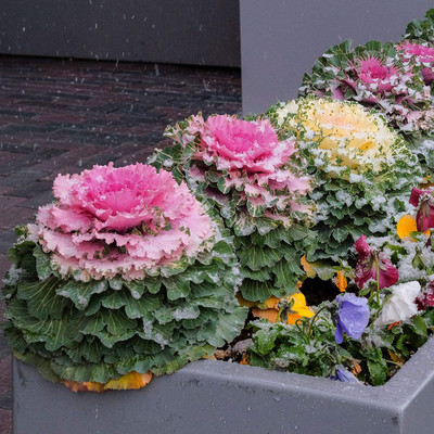 KANAYA Ornamental Cabbage / kale Mix Heirloom Flower Seed(22 per packet)