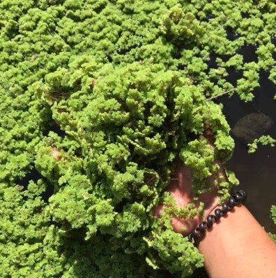 AZCULTURE Azolla Seed(2550 per packet)