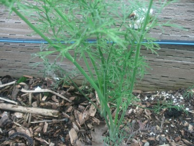 Quentova Superdukat Dill/Soya Herb seeds-CIAR-5Q Seed(200 per packet)