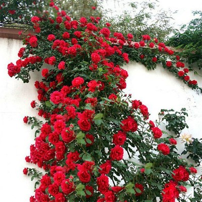 CYBEXIS XLR-91 - Climbing Rose Red Bush Vine - (900 Seeds) Seed(900 per packet)