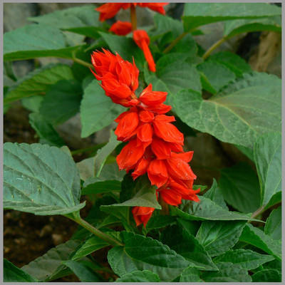 Epazo Salvia F1 Hybrid Mixed Seed(85 per packet)
