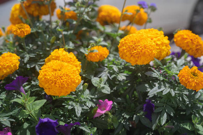 APERA marigold/gende ka phool flower seeds Seed(50 per packet)