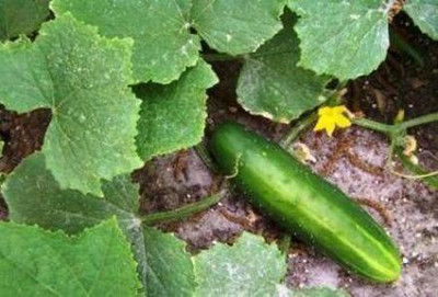 CYBEXIS LXI-90 - Long Green Improved Cucumber - (150 Seeds) Seed(150 per packet)