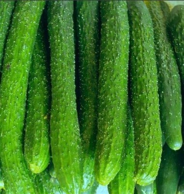 CYBEXIS Yard Long Cucumber Vegetable Seeds500 Seeds Seed(500 per packet)