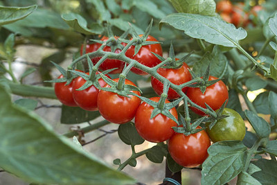 AK AGRO HYBRID SEEDS tomato Seed(130 per packet)