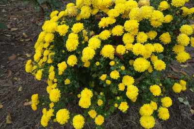 Weber marigold/gende ka phool flower seeds Seed(50 per packet)