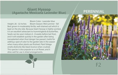 Qualtivate VVI-337 Lavender English Lavandula Angustifolia Seed(500 per packet)