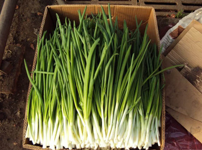 VibeX PAU-28 - Green Welsh Onion Bunching - (4500 Seeds) Seed(4500 per packet)