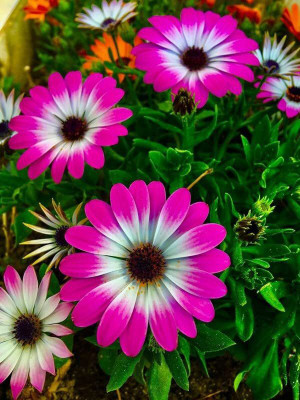 Aywal Osteospermum White Color Flower Seed(60 per packet)