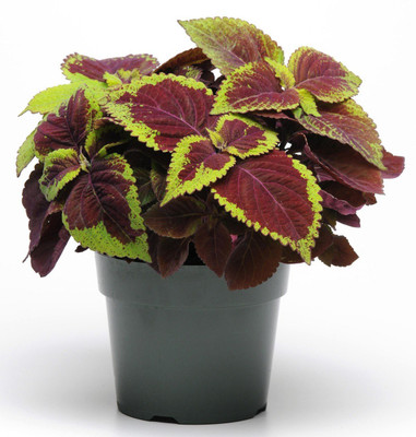 Aywal Coleus Rainbow Mix Seed(10 per packet)