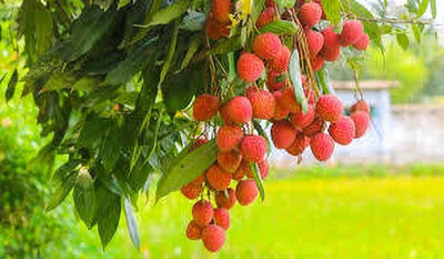 kranti farms litchi Seed(30 per packet)