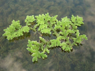 the green dotcom AZOLLA SEED Seed(450 per packet)