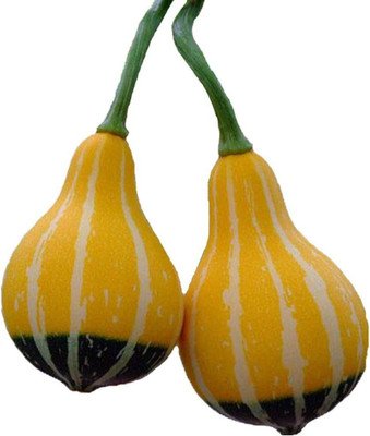 CYBEXIS Naughty Gourd Seeds Pumpkin400 Seeds Seed(400 per packet)