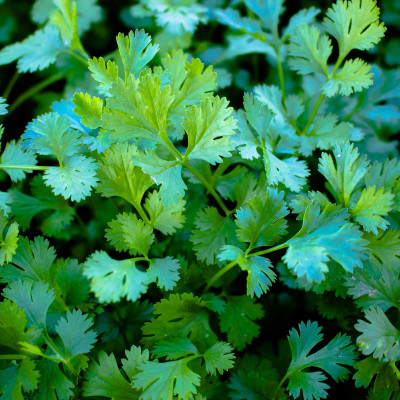 ZIXA Cilantro Herb Seeds Seed(2000 per packet)
