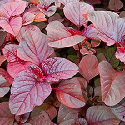Qualtivate NBIR-599 High Yield Red Amaranthus Spinach Seed(500 per packet)