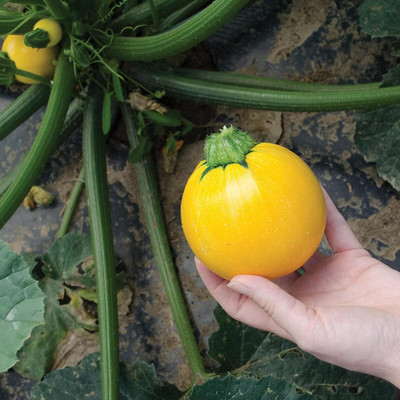 Qualtivate RES-2A Summer Squash Round Zucchini Seed(30 per packet)
