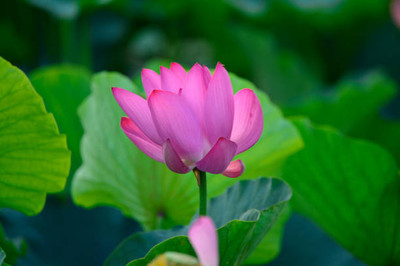 GARDENIFY INIDA lotus,kamal gatta Seed(15 per packet)