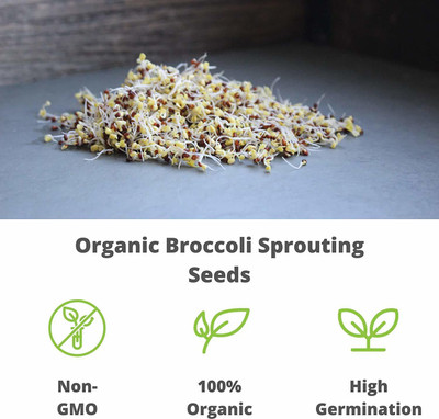 CYBEXIS VXI-53 - Organic Broccoli Sprouting - (1350 Seeds) Seed(1350 per packet)