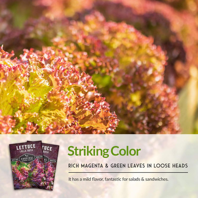 Qualtivate ICRA-7A Lolla Rosa Lettuce Seeds Seed(300 per packet)