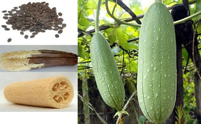 VibeX LX-98 - Luffa Sponge Gourd - (100 Seeds) Seed(100 per packet)