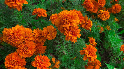 decorhomz marigold/gende ka phool flower seeds Seed(25 per packet)