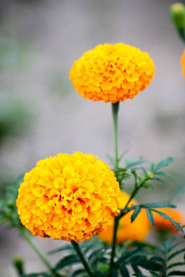 Pearlo marigold/gende ka phool flower seeds Seed(50 per packet)