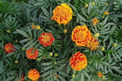 Lorvox Marigold Gulzafri Flower Seed(1000 per packet)
