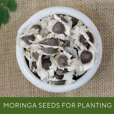 CYBEXIS LX-98 - Sajna Moringa oleifera - (150 Seeds) Seed(150 per packet)