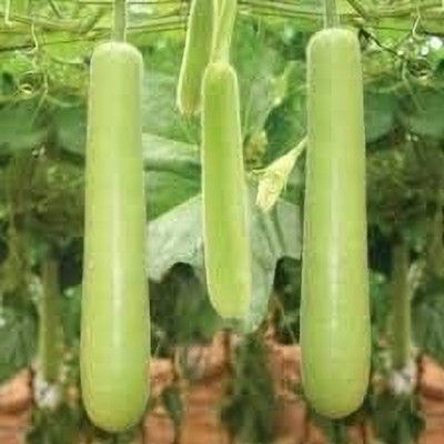 Aywal Lauki/Lau/Clabash Seed(15 per packet)