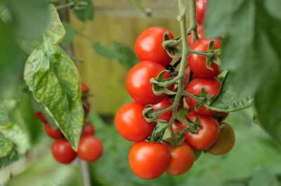 Biosnyg Non GMO Tomato Alicante Seeds For Hydrophonics - (4000 Seeds) Seed(4000 per packet)