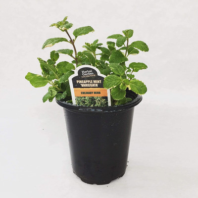 CYBEXIS PUAS-43 - Mint Pineapple Herb - (1350 Seeds) Seed(1350 per packet)