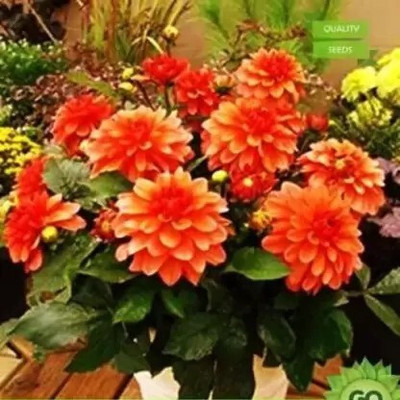 the green dotcom Giant Dahlia Seed 20 Per Packet Seed(105 per packet)