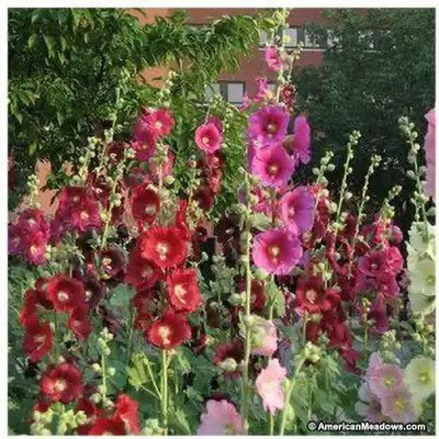 Aro Holly hock Seed(16 per packet)