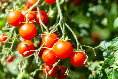 Go Raw tomato Seed(70 per packet)