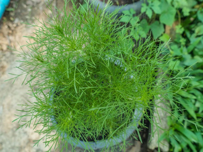 GRAXY Dill Herb Seeds Anethum graveolens Variety Seed(500 per packet)