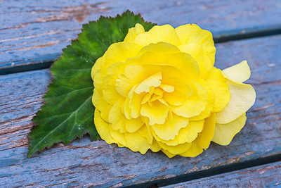 CYBEXIS VXI-36 - Begonia Mocha Yellow - (270 Seeds) Seed(270 per packet)