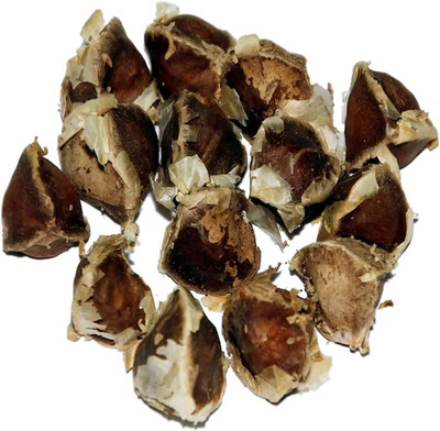 CYBEXIS VVI-72 - Moringa Oleifera (Drumstick Tree) - (450 Seeds) Seed(450 per packet)