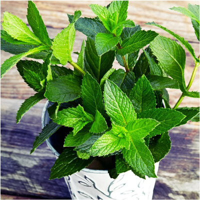 CYBEXIS XLL-1 - Spearmint - (150 Seeds) Seed(150 per packet)