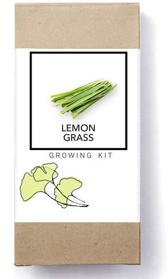 Biosnyg Lemon Grass[500 Seeds] Seed(500 per packet)